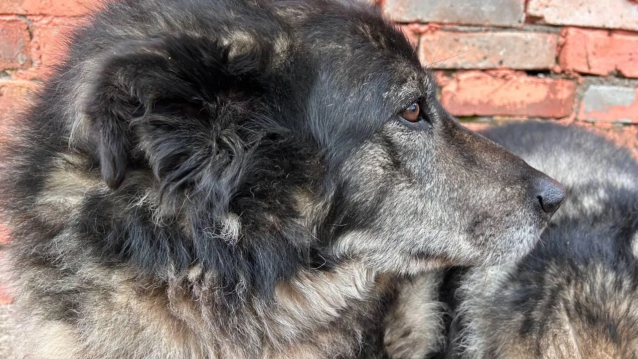 «Поясним за Тагил»/Екатерина Волкова