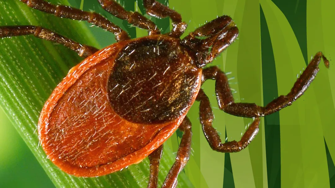 осторожно, клещи