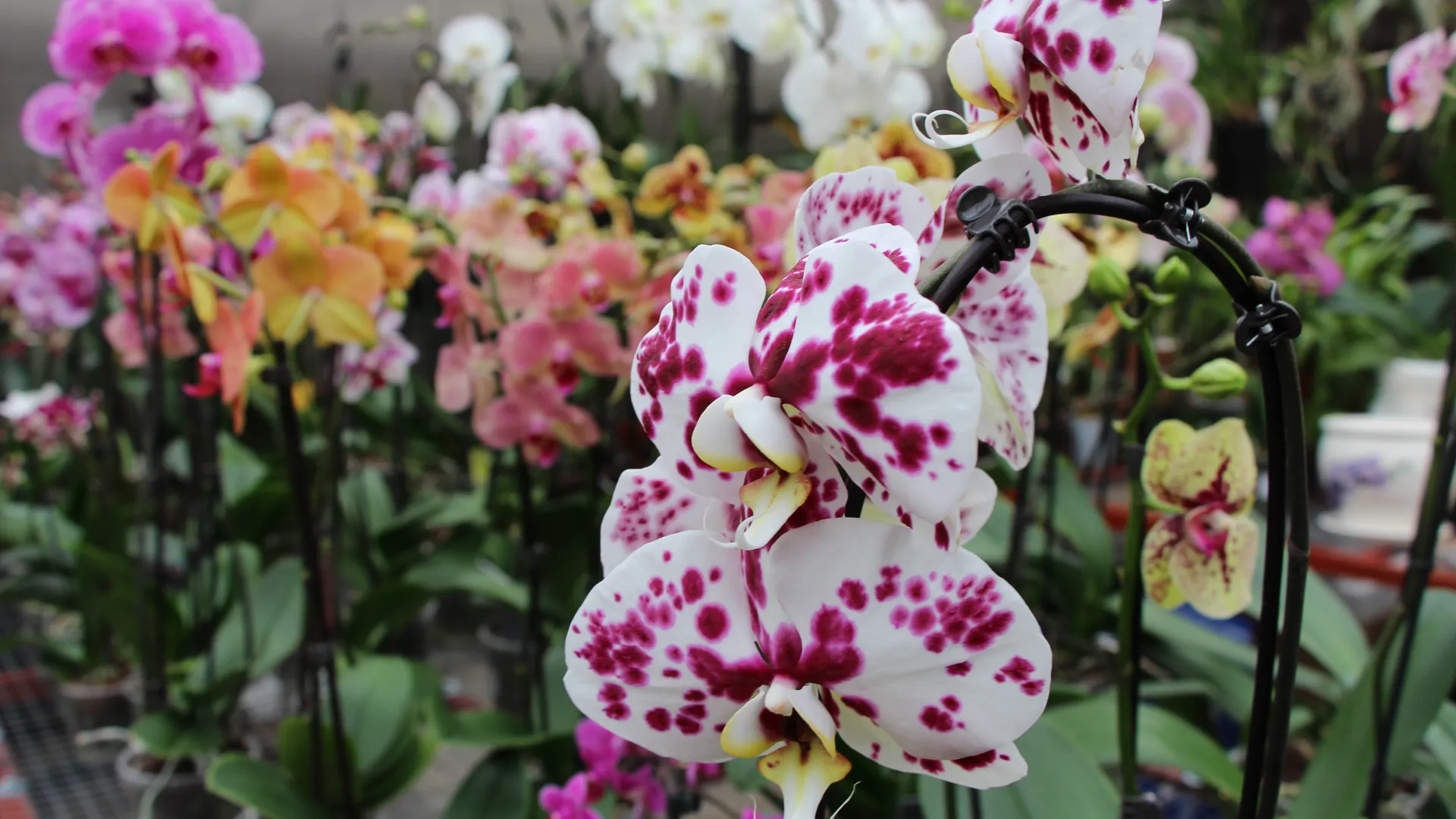 Садовый центр «Красная Нива» в Долгопрудном