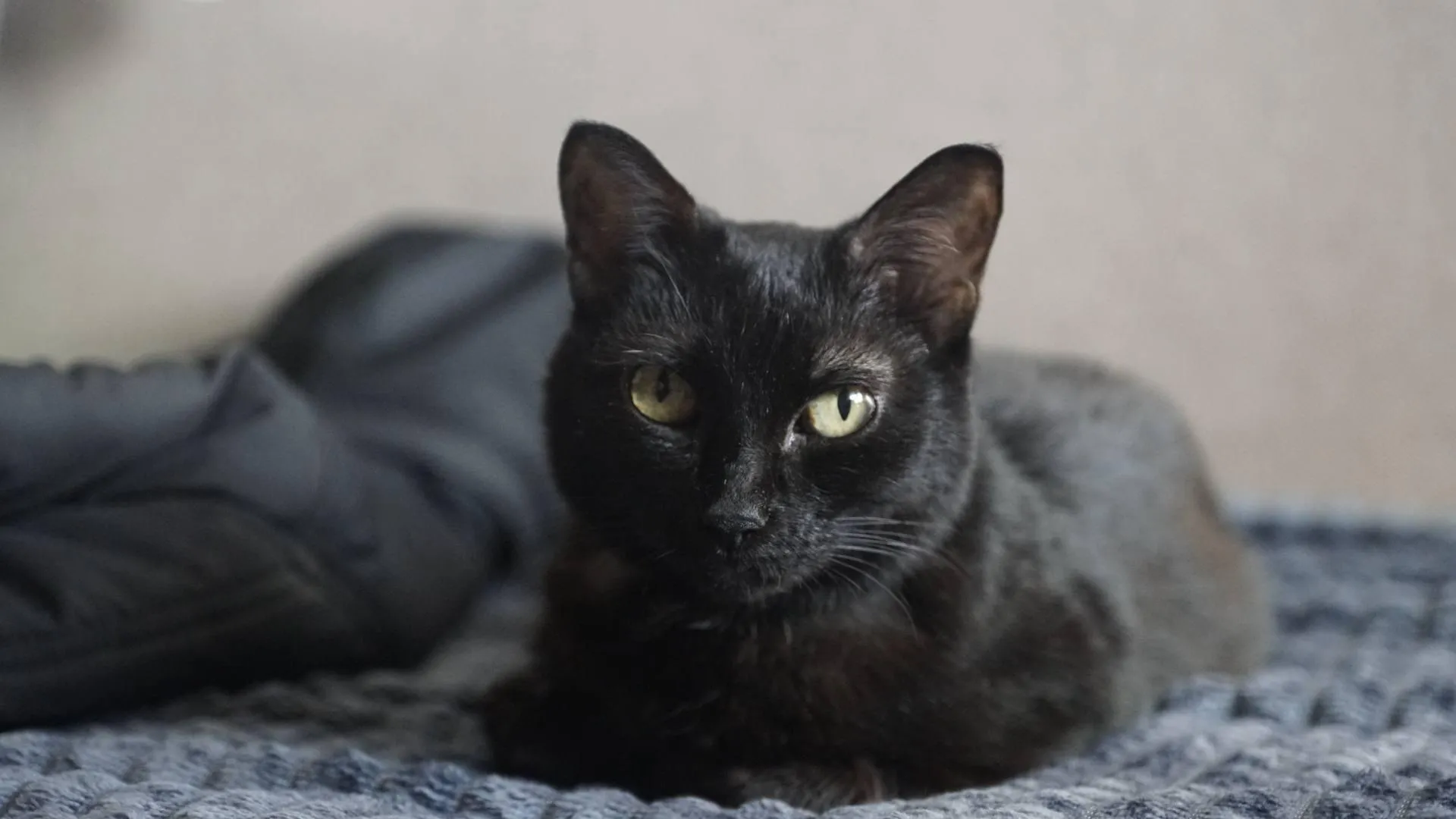 «Челны Live» / Екатерина Волкова