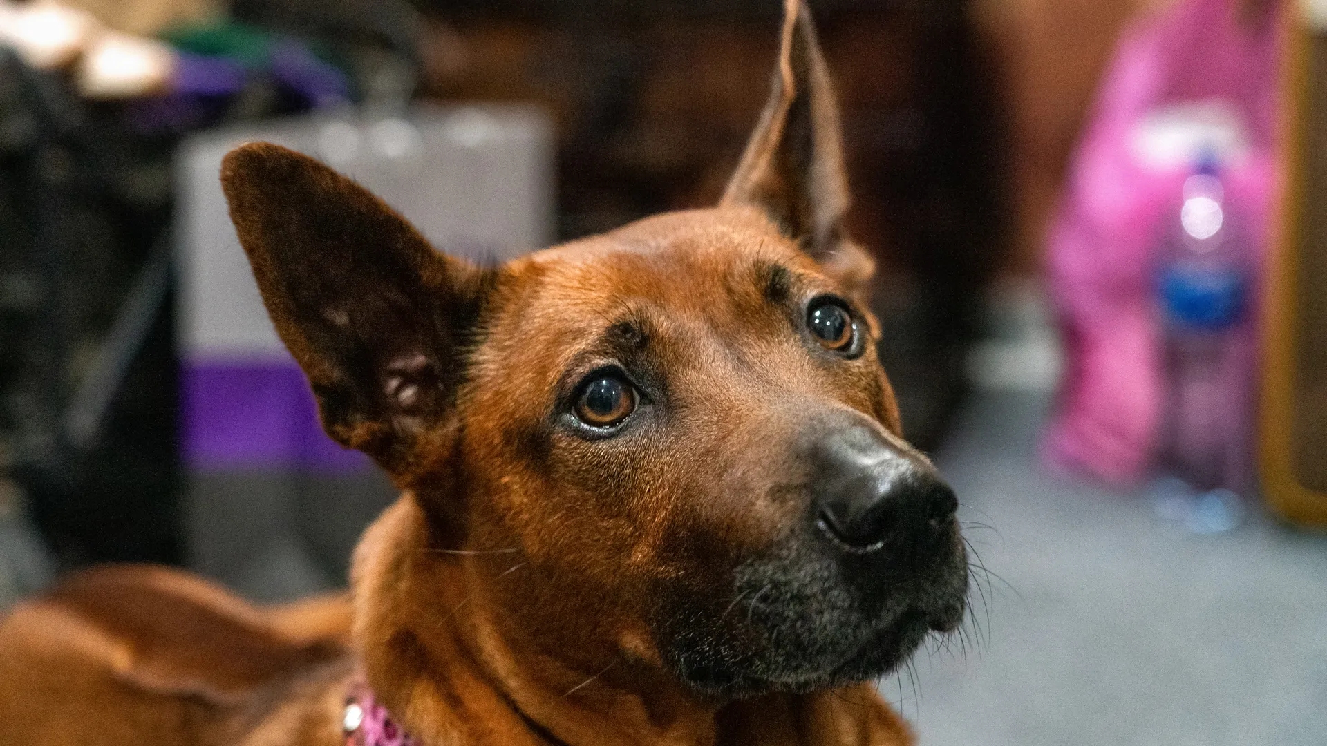 Фестиваль любви к домашним животным «Зоофест эко 2026» в «Крокус Экспо» в Красногорске