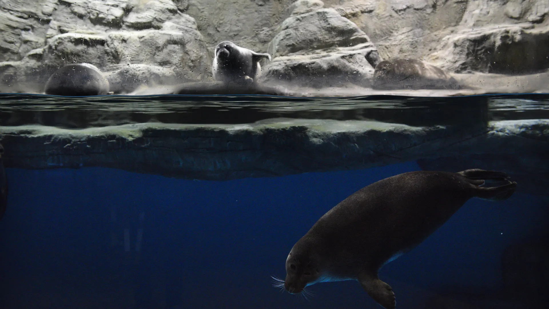 Медиасток.рф