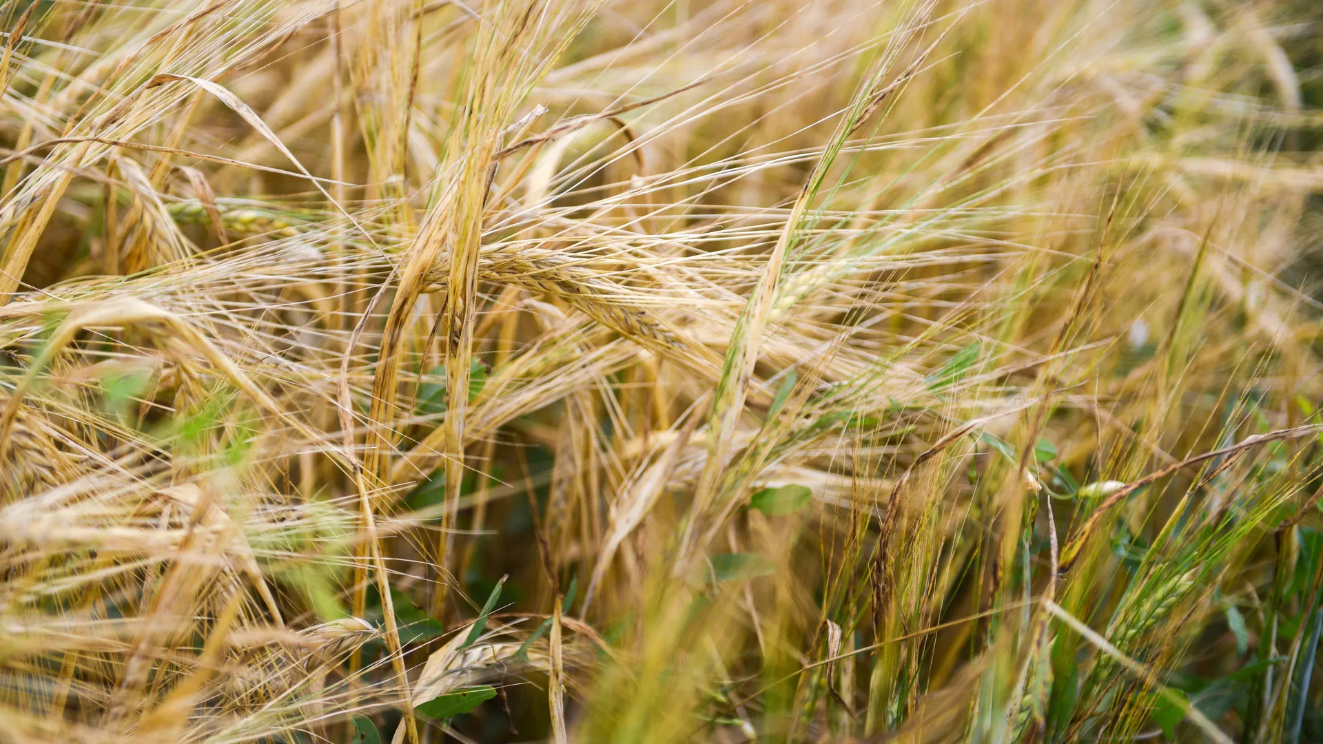 Медиасток.рф