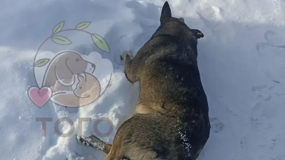 пресс-служба приюта «Того»