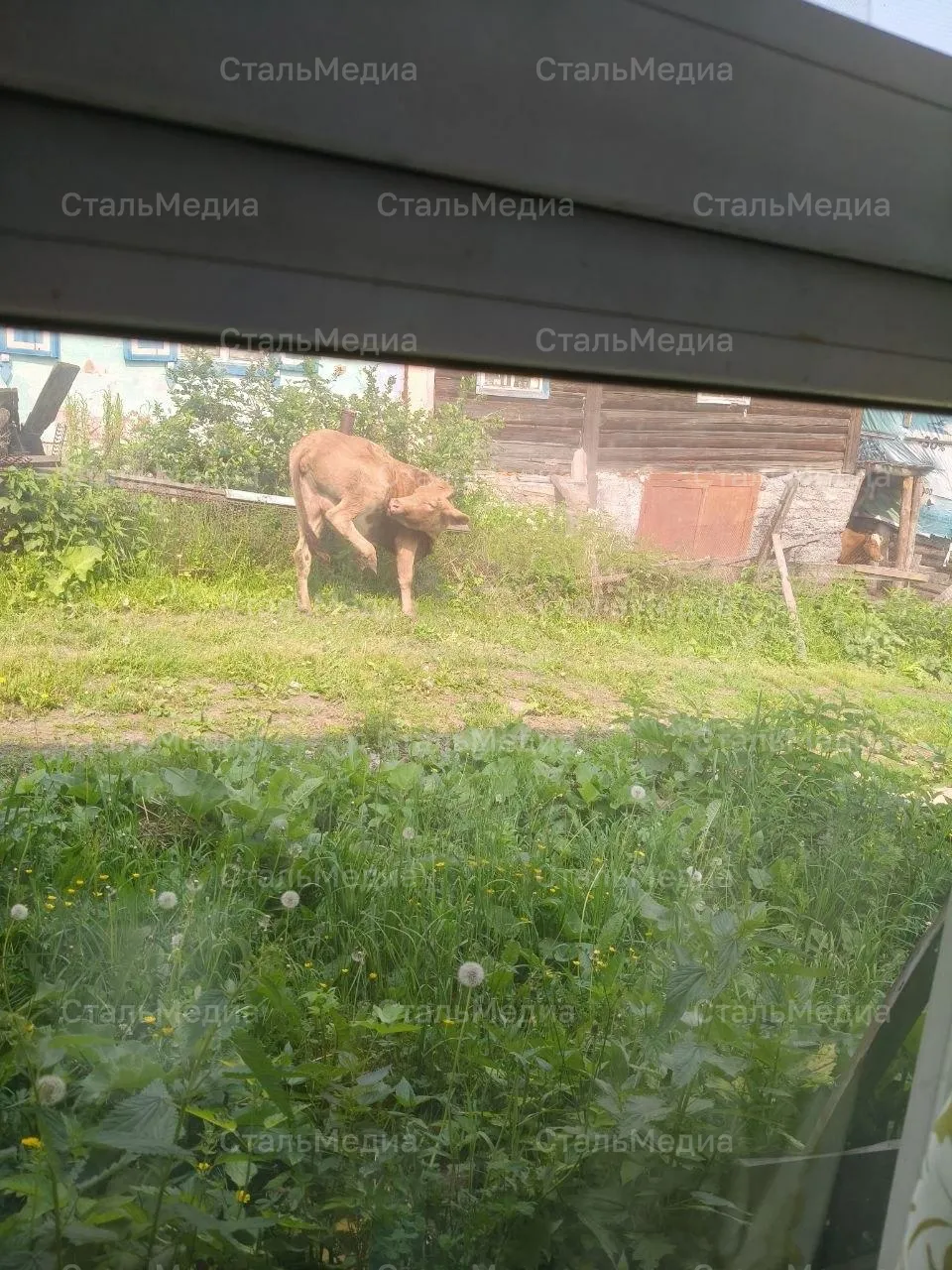 Картинка