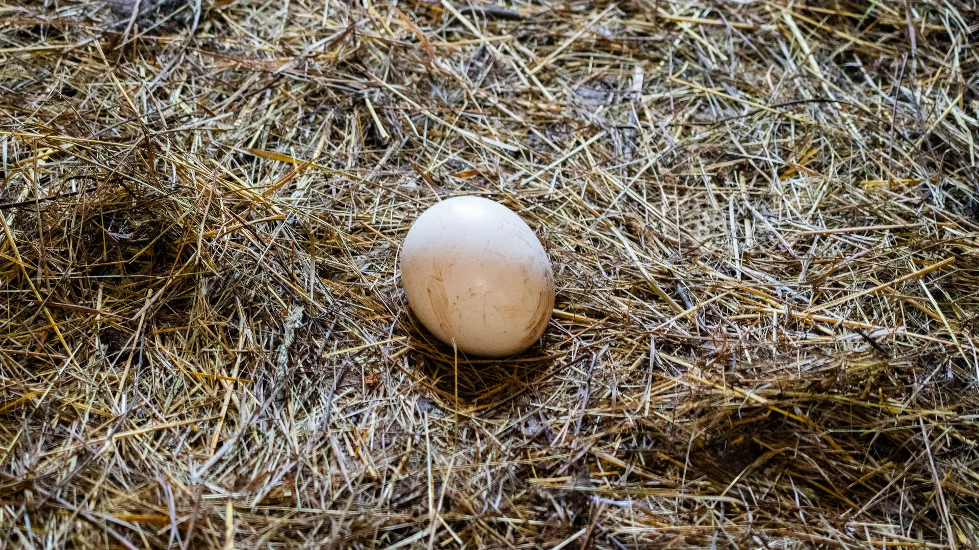 Страусиное яйцо на ферме «Страусленд» в деревне Селявино Дмитровского округа