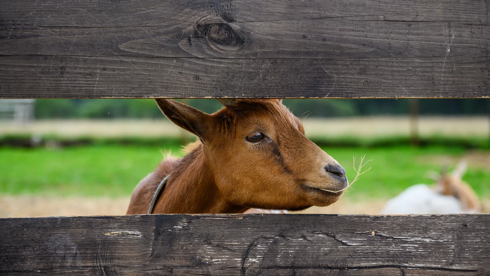 Зоопарк «Диво парк» в деревне Фенино Раменского округа