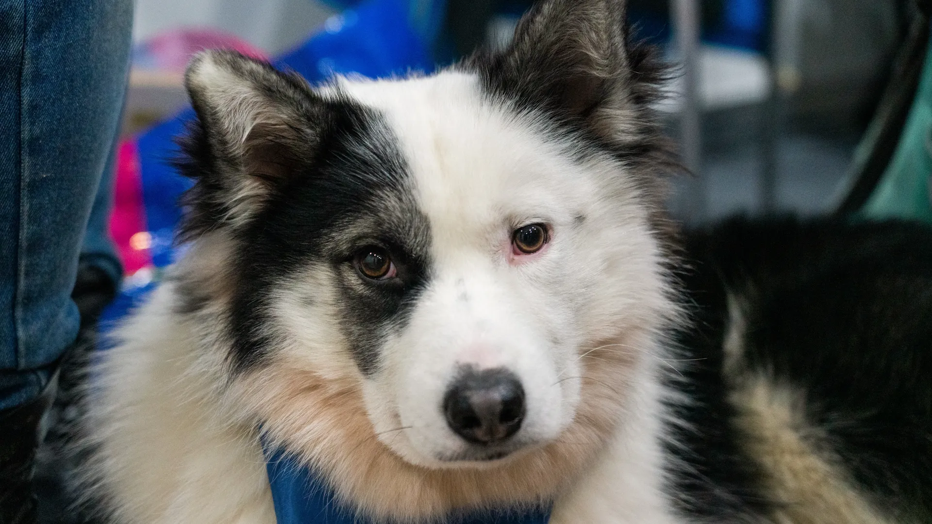 Фестиваль любви к домашним животным «Зоофест эко 2026» в «Крокус Экспо» в Красногорске