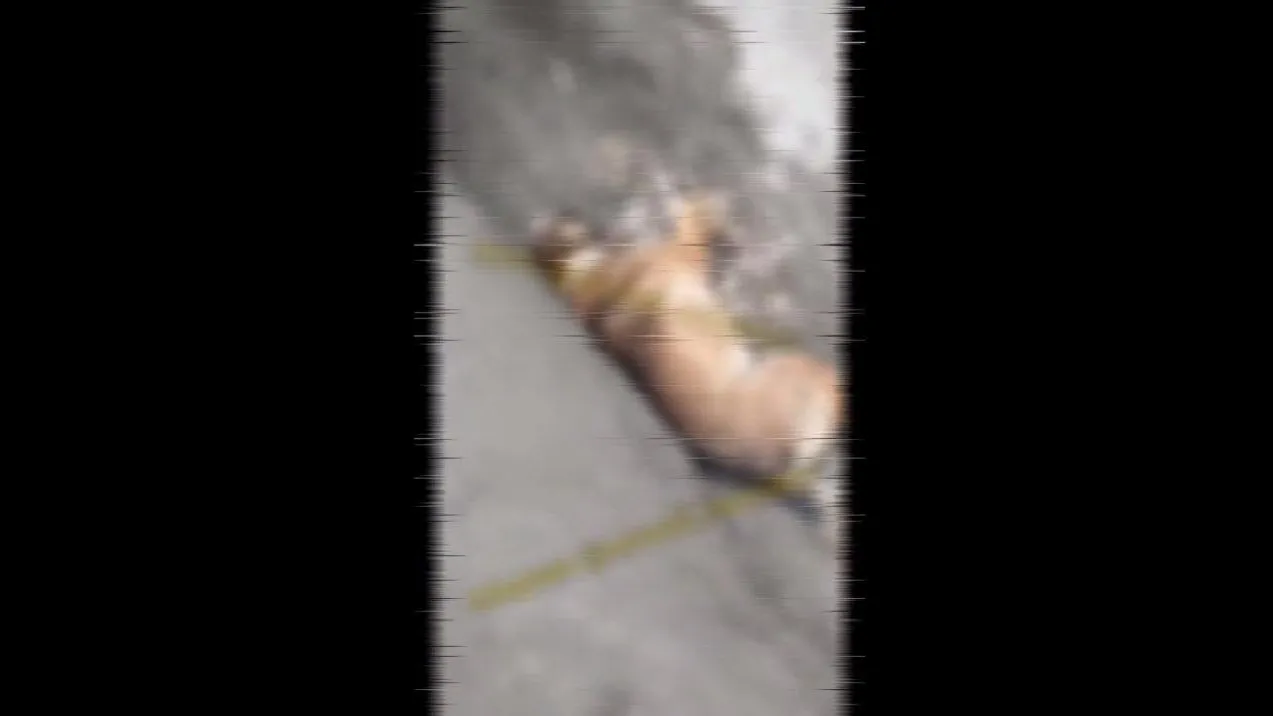 Скриншот видео "Новороссийск Life"