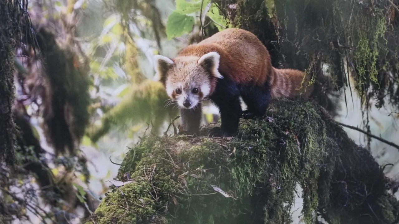 «Челны Live» / Екатерина Волкова