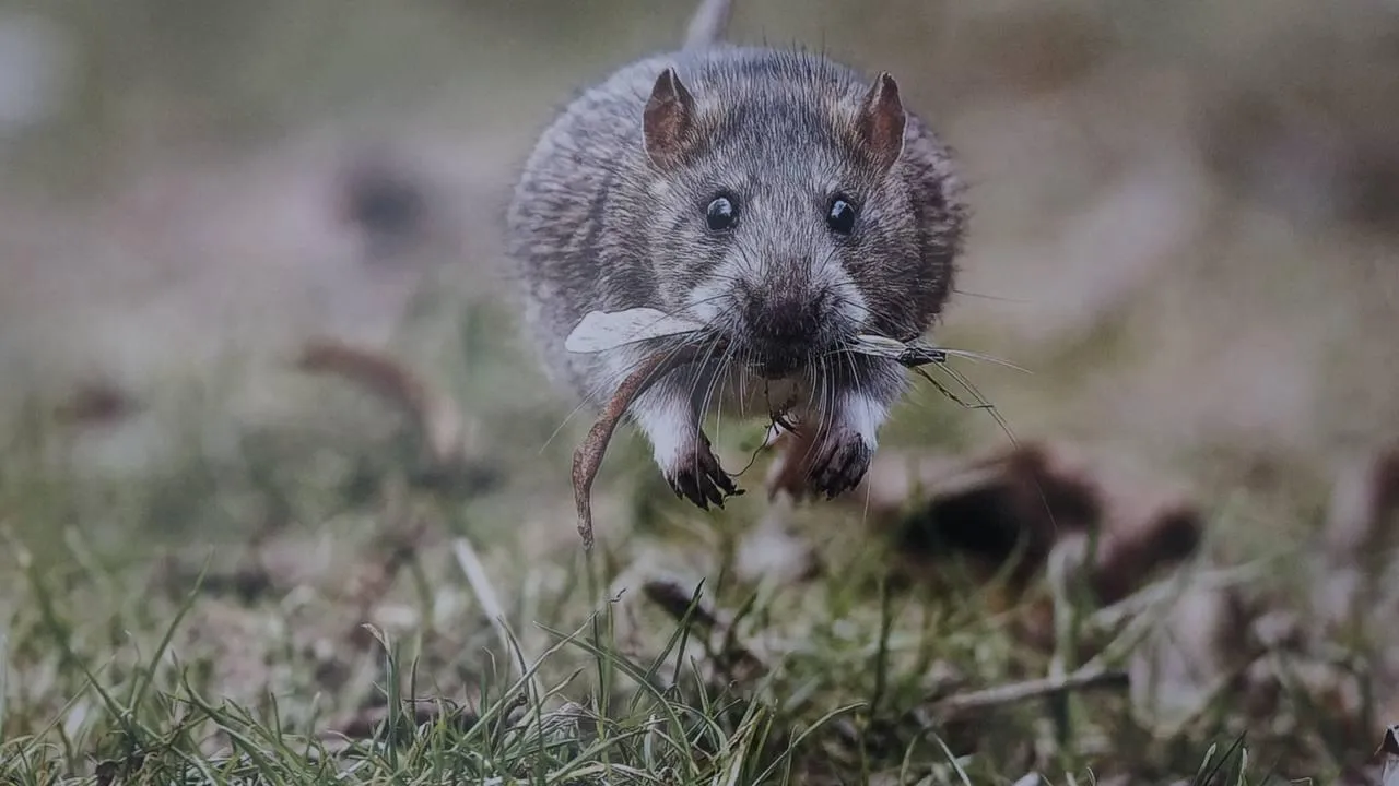 «Челны Live» / Екатерина Волкова