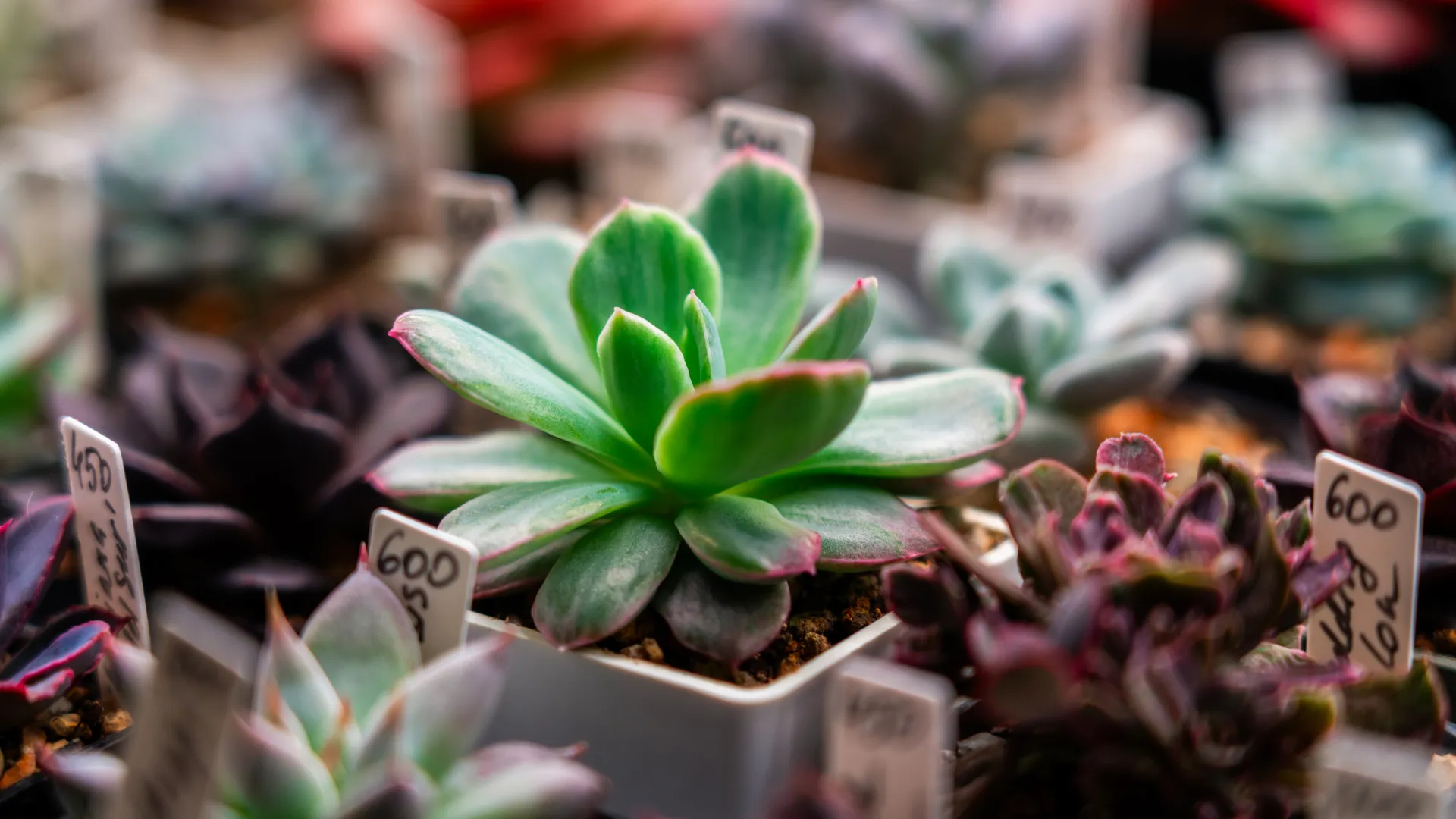 Выставка растений на фестивале «Зоофест эко 2026» в «Крокус Экспо» в Красногорске