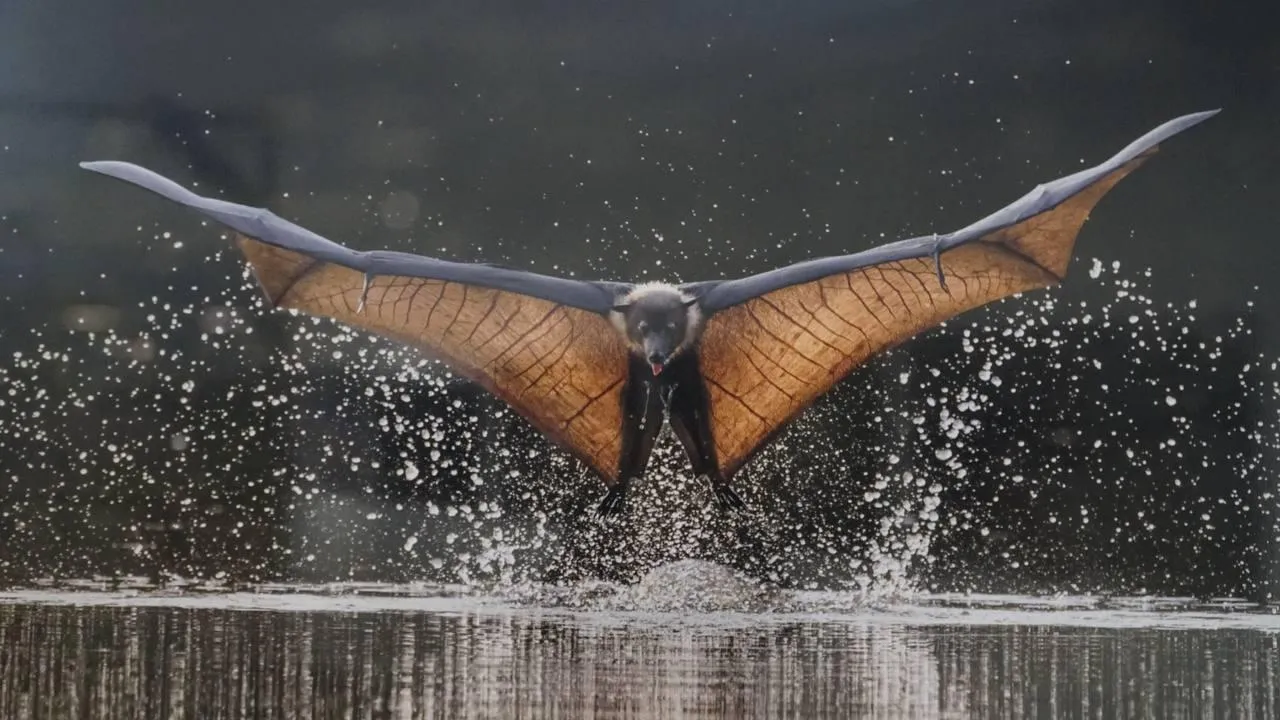 «Челны Live» / Екатерина Волкова