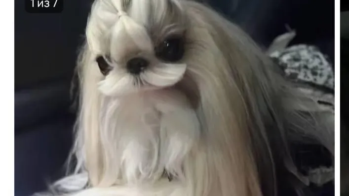 Скриншот с сайта «Авито»