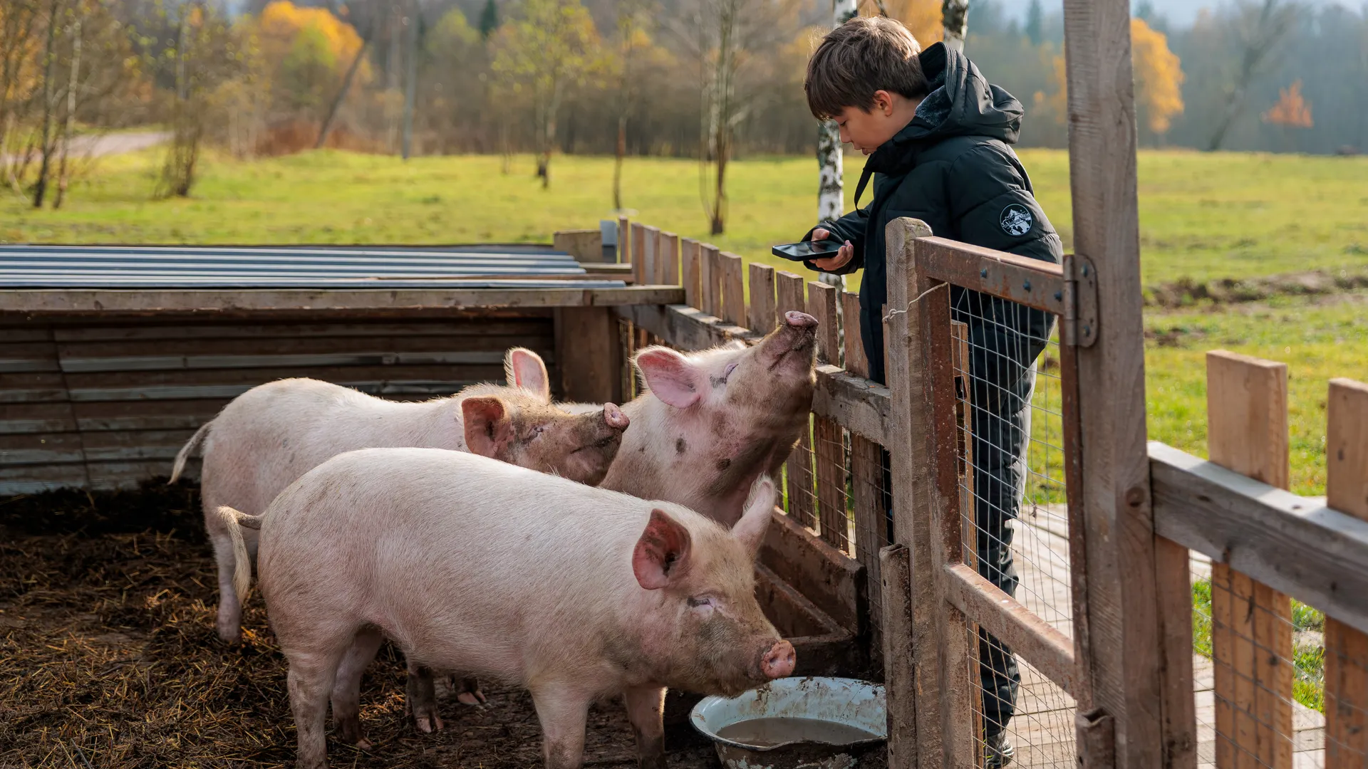 Свиньи на оленьей ферме «Бэмби лэнд» в Волоколамском округе