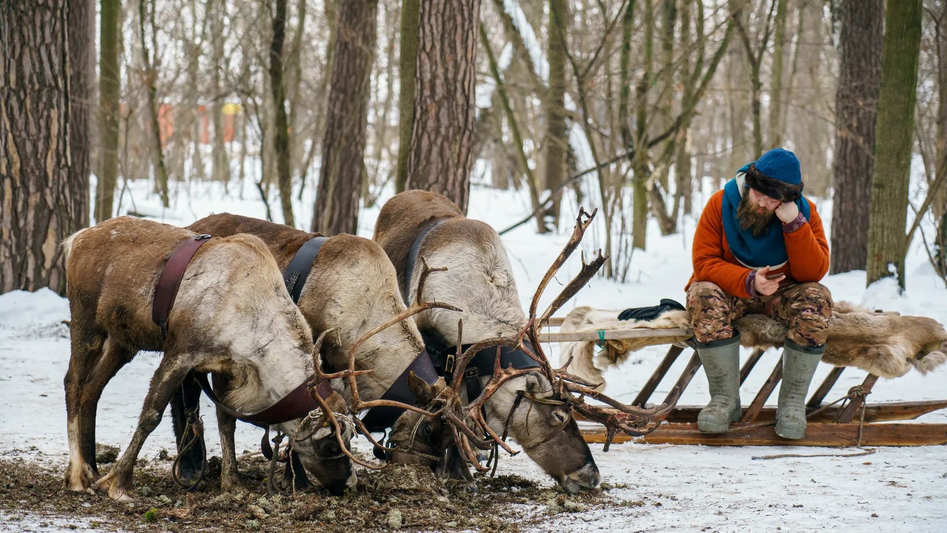 Зооферма Walkservice – экскурсия к северным оленям и хаски