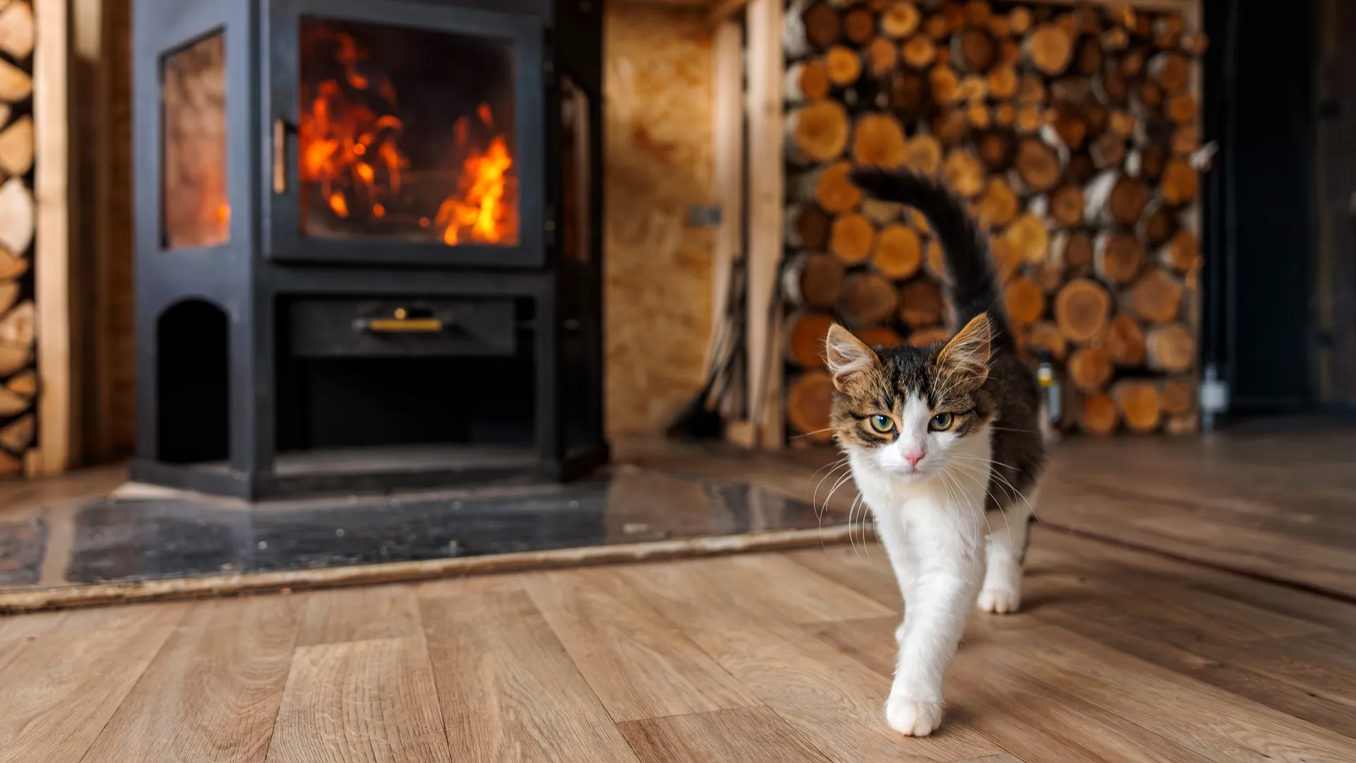 Котенок идет по полу у камина