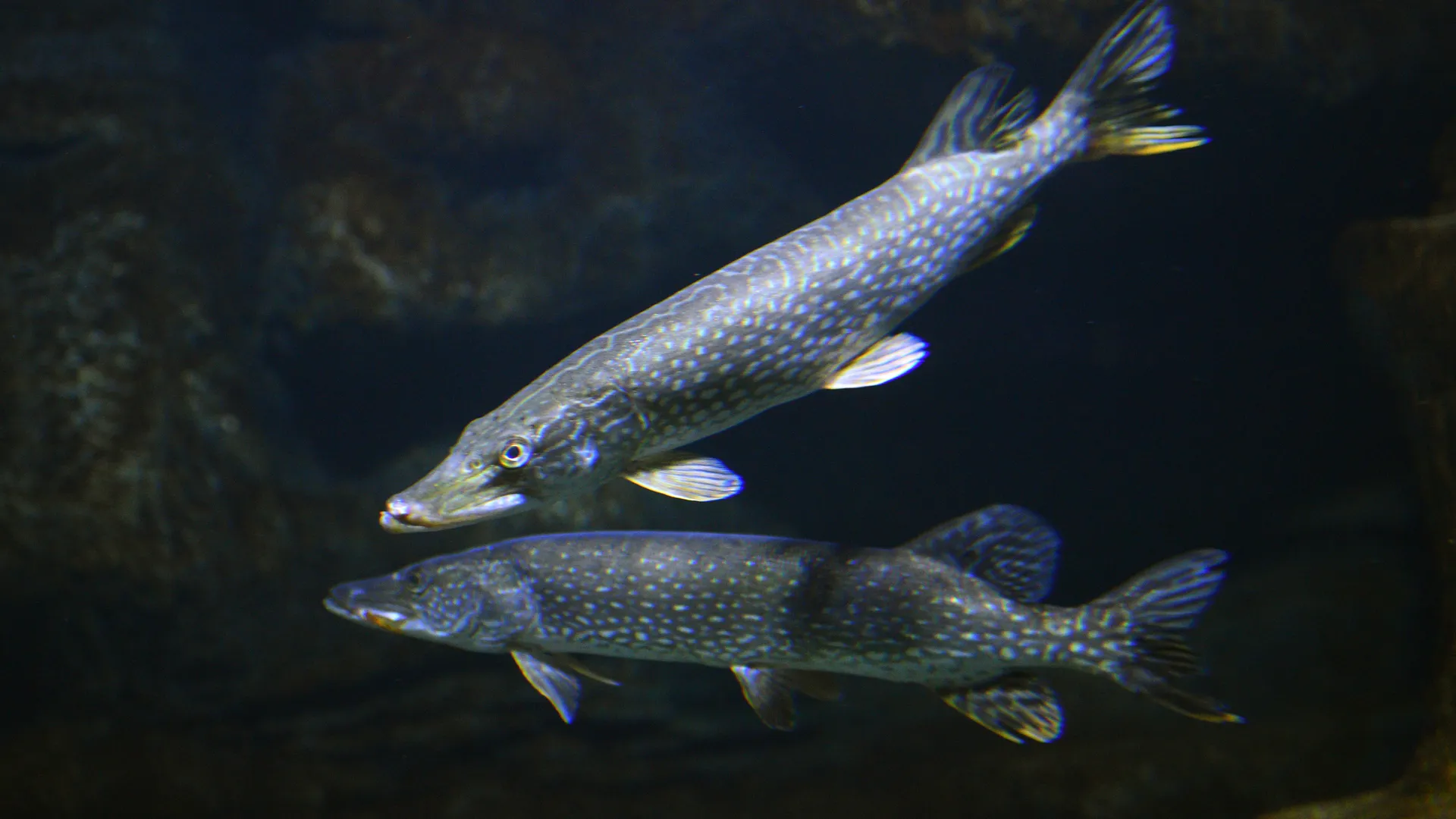 Открытие Центра океанографии и морской биологии «Москвариум» на ВДНХ