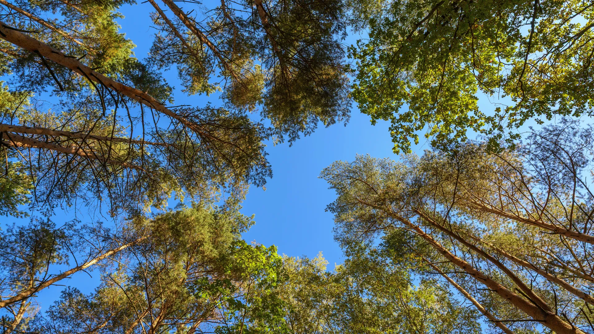 Макушки деревьев в осеннем парке Малевича Одинцовского округа