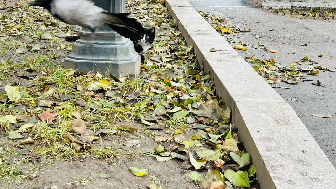 «СтальМедиа» / Екатерина Волкова