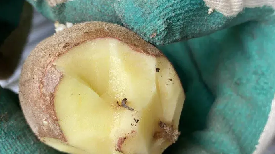 Южное межрегиональное управление Россельхознадзора