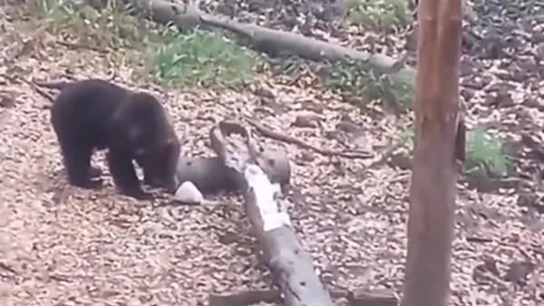 скриншот видео, Министерство природопользования и экологии Башкирии