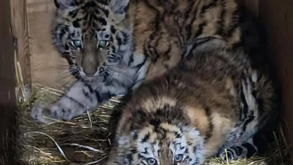 пресс-служба управления охотничьего хозяйства Хабаровского края.