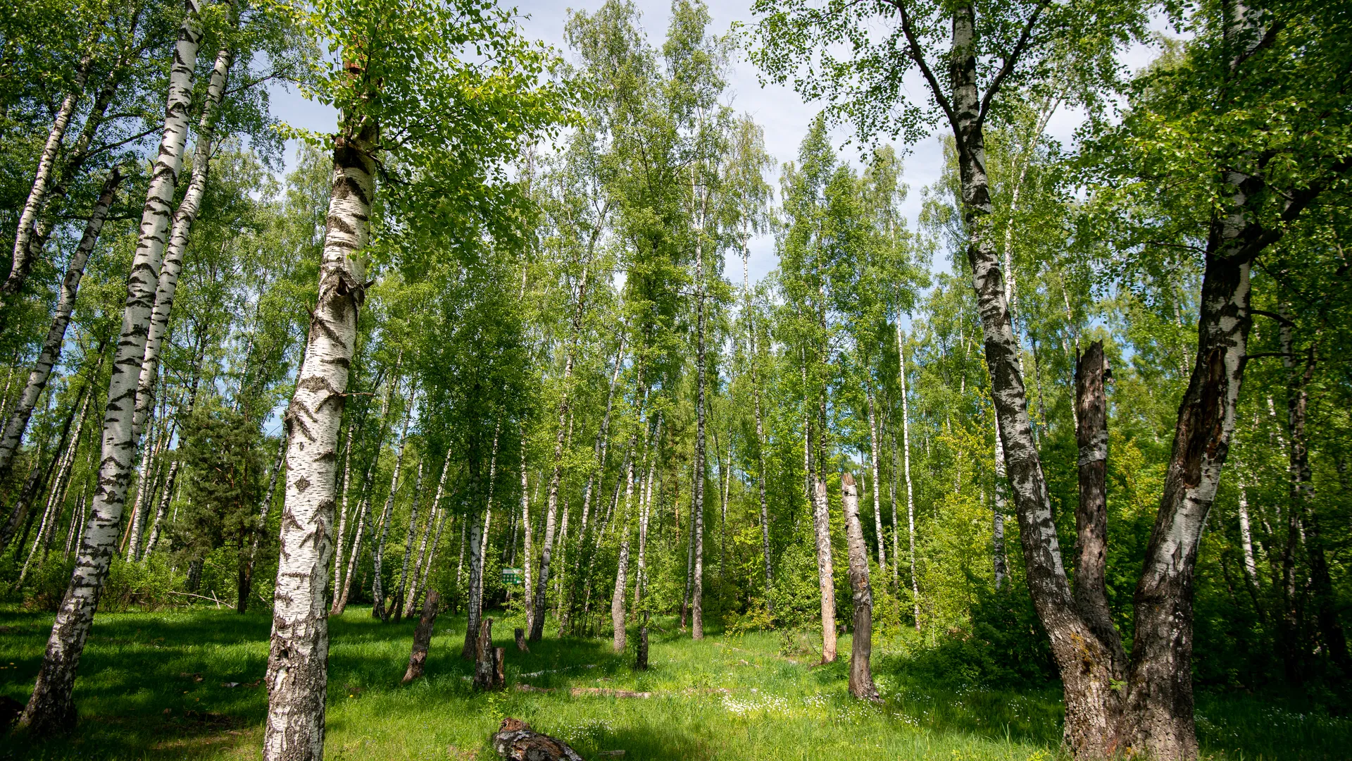 Весенний Баулинский лес