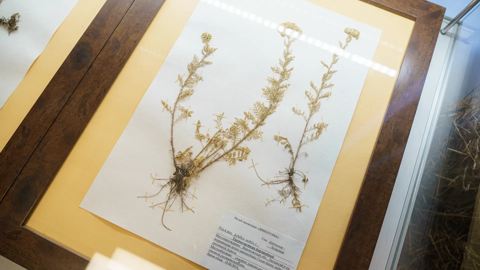 Ступино. Историко-краеведческий музей