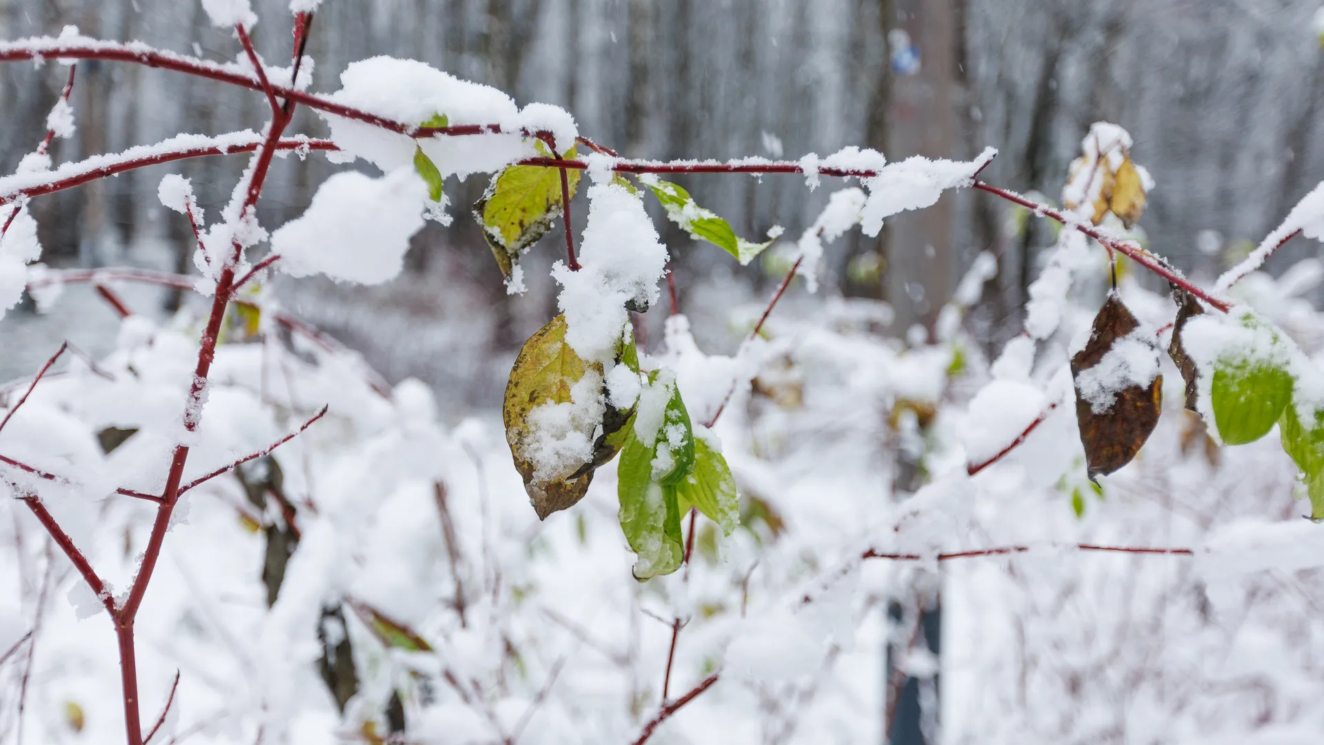 Медиасток.рф