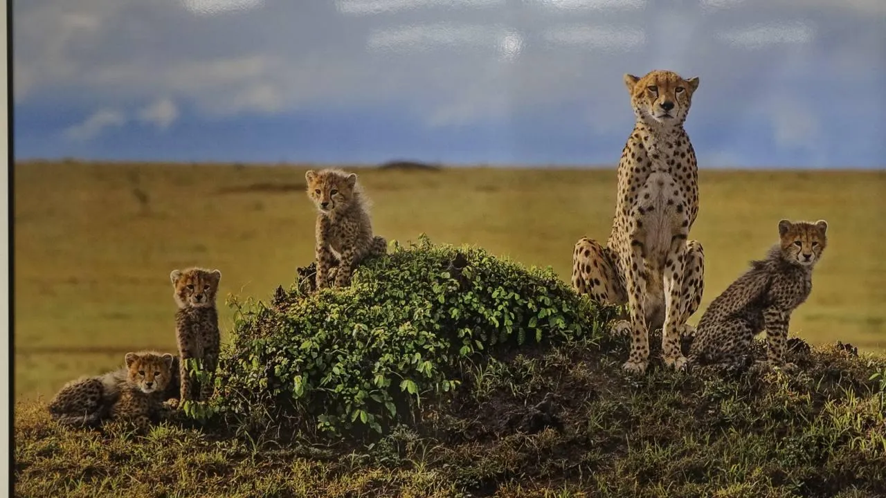 «Челны Live» / Екатерина Волкова