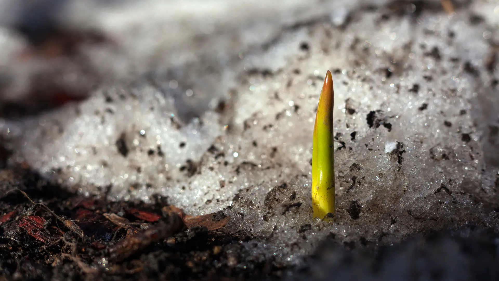 Подснежники расцвели в Подмосковье. Весна 2026