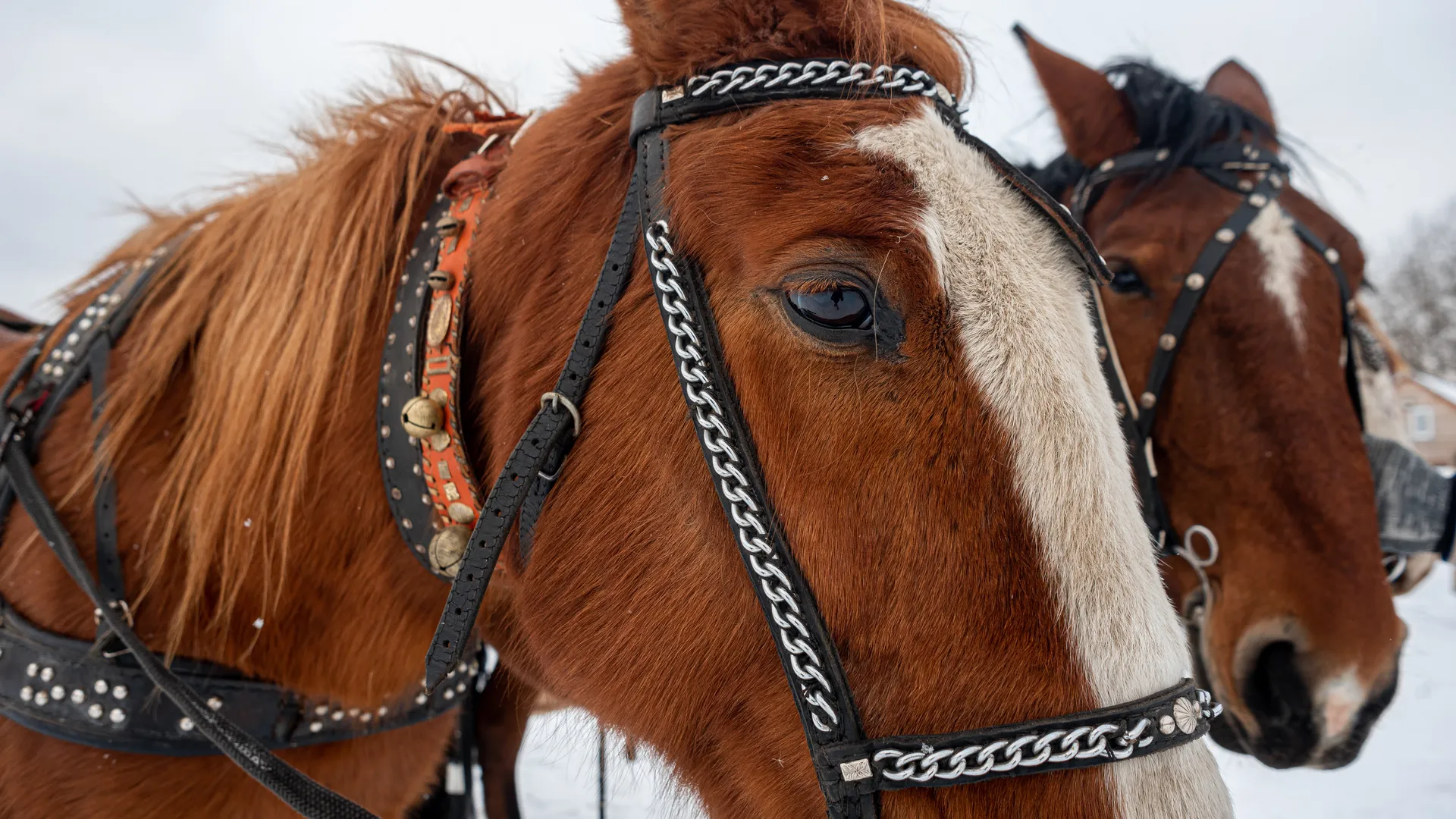 Зимние виды Конно-спортивного клуба Баллада