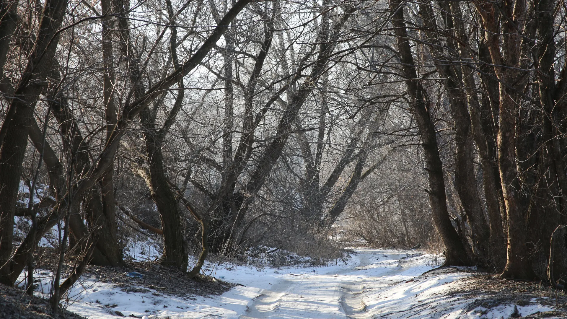 Тропинка в лесу зимой в Кашире