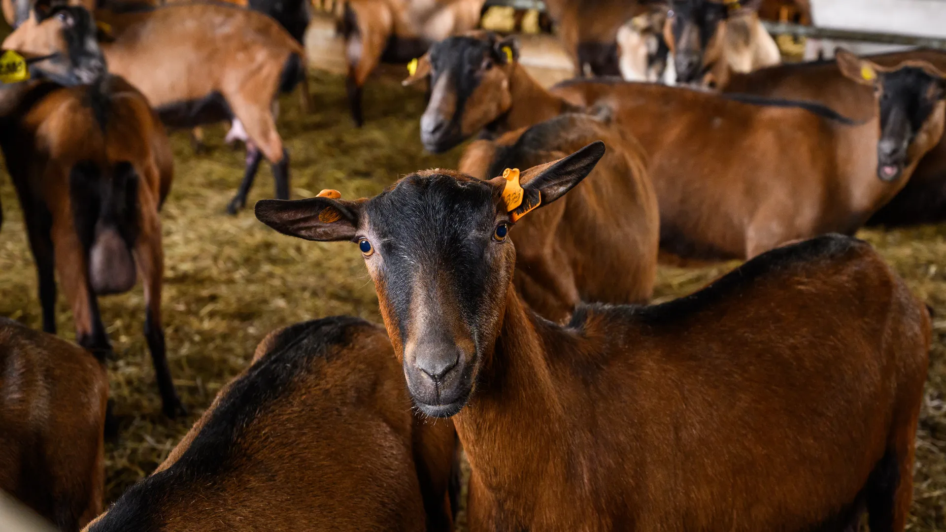Экоферма «Былинкино» в Луховицах – козья ферма, сыроварня и экоотель