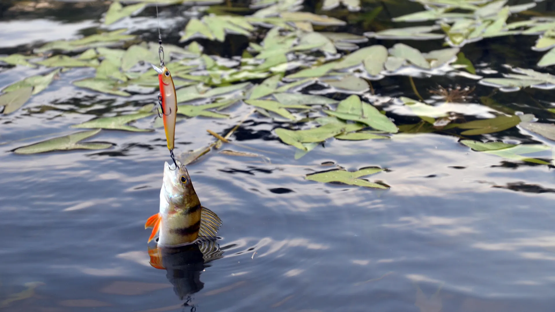 Медиасток.рф