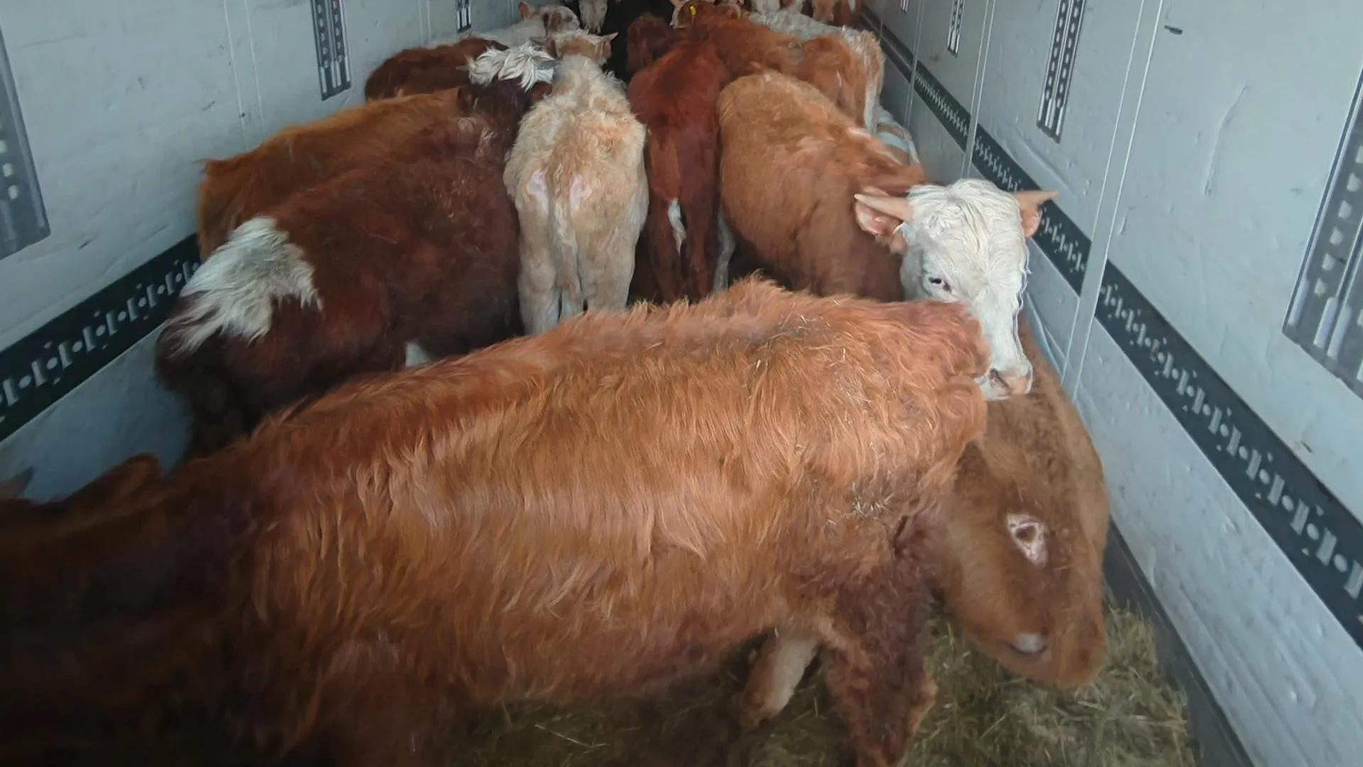 Пресс-служба Россельхознадзора Иркутской области