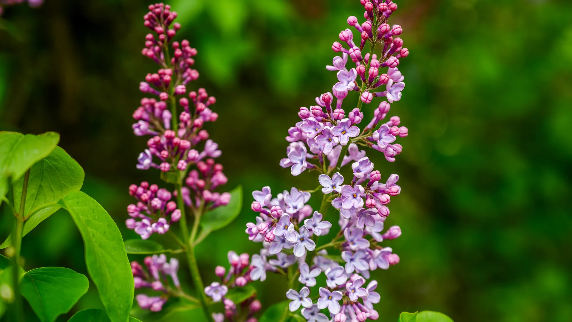Парк Ветеранов в Мытищах
