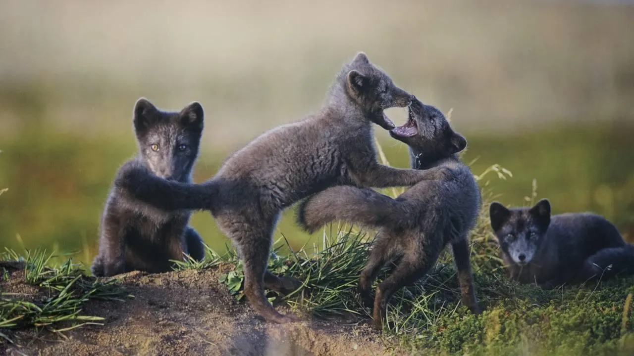 «Челны Live» / Екатерина Волкова
