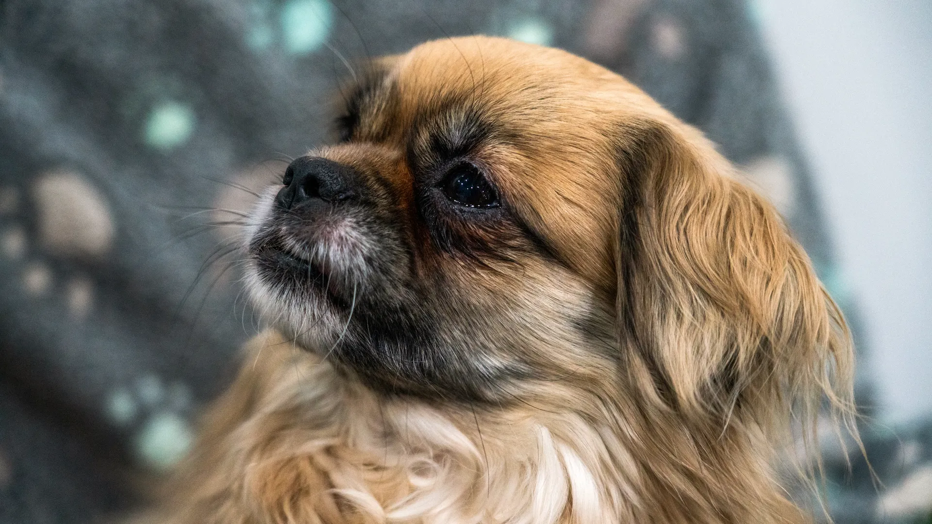 Фестиваль любви к домашним животным «Зоофест эко 2026» в «Крокус Экспо» в Красногорске