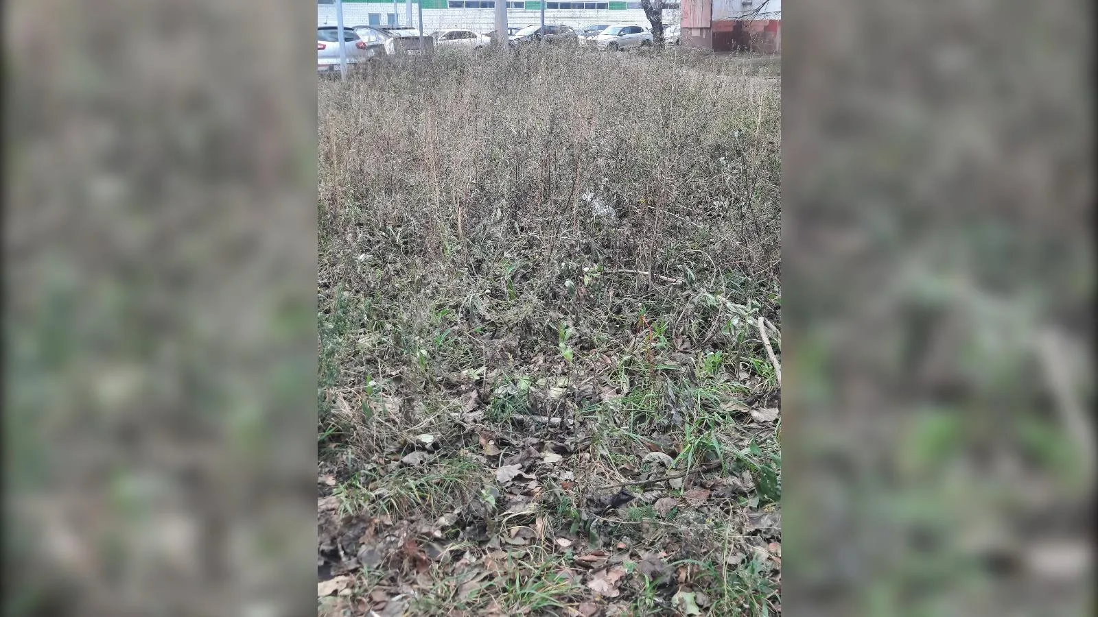 предоставлено собеседницей