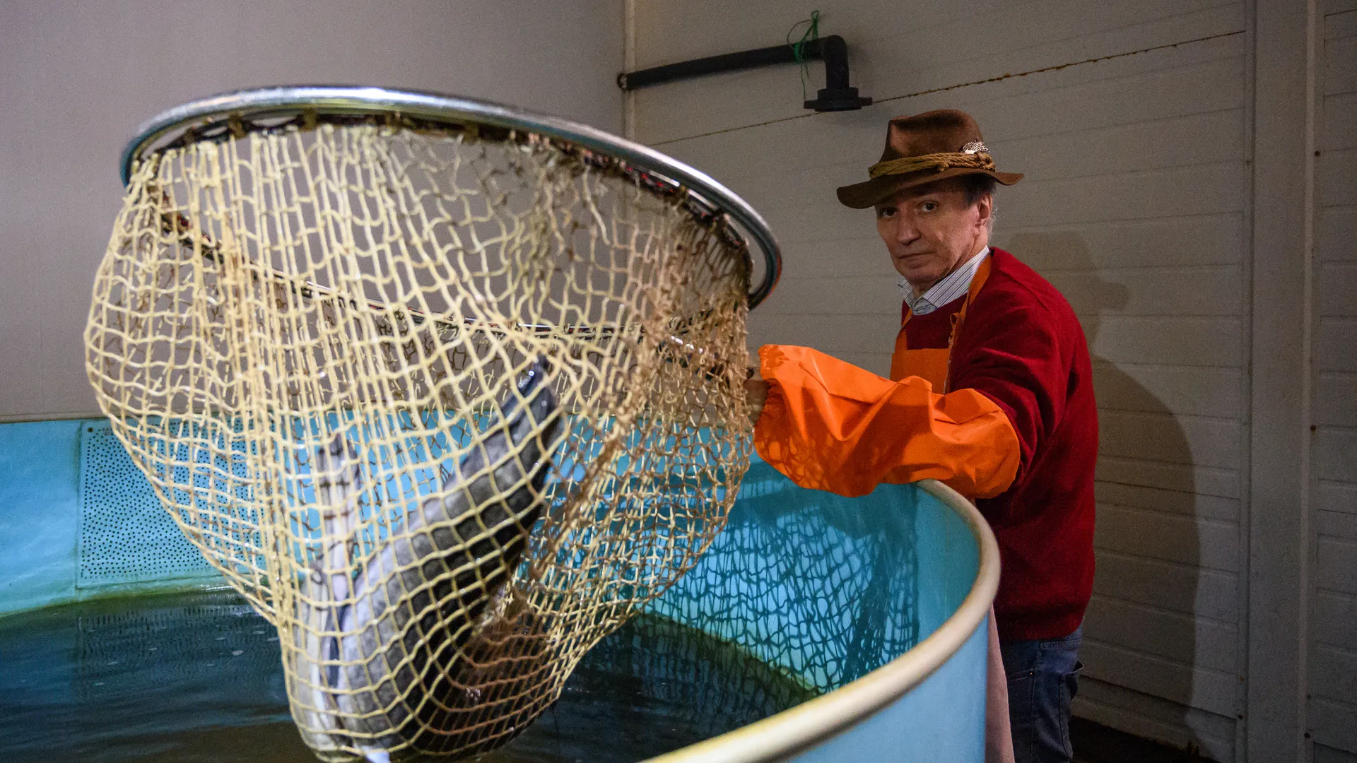 Свежую рыбу выращивают на акваферме «Астапово» в Луховицах