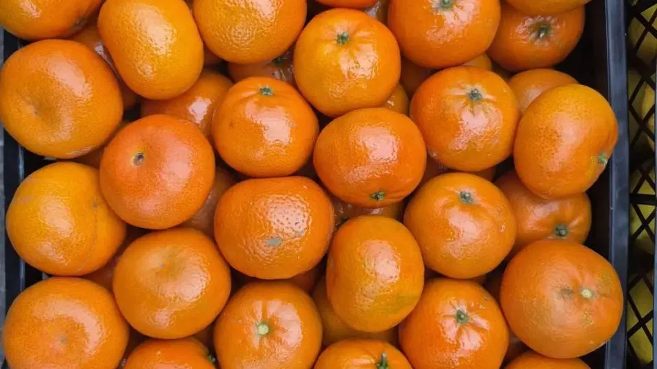 Южное межрегиональное управление Россельхознадзора