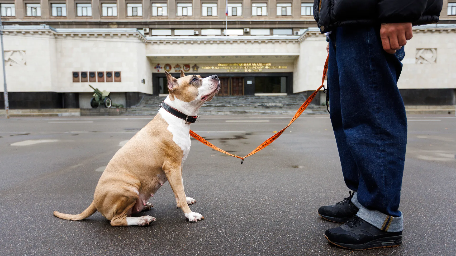 Осенняя прогулка с собакой в парке
