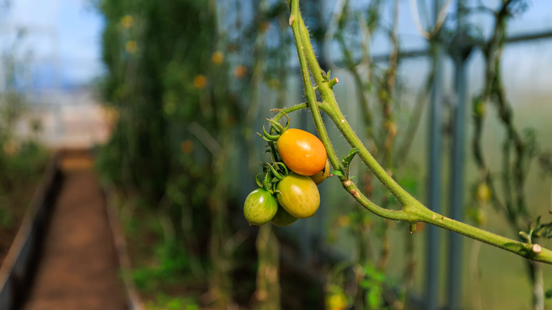 Экоферма «Шипчик» в г. о. Шаховская