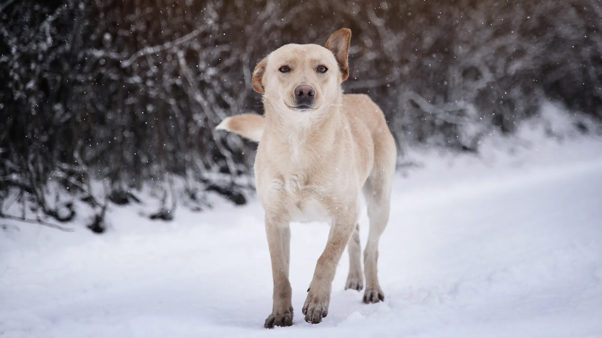 Медиасток.рф