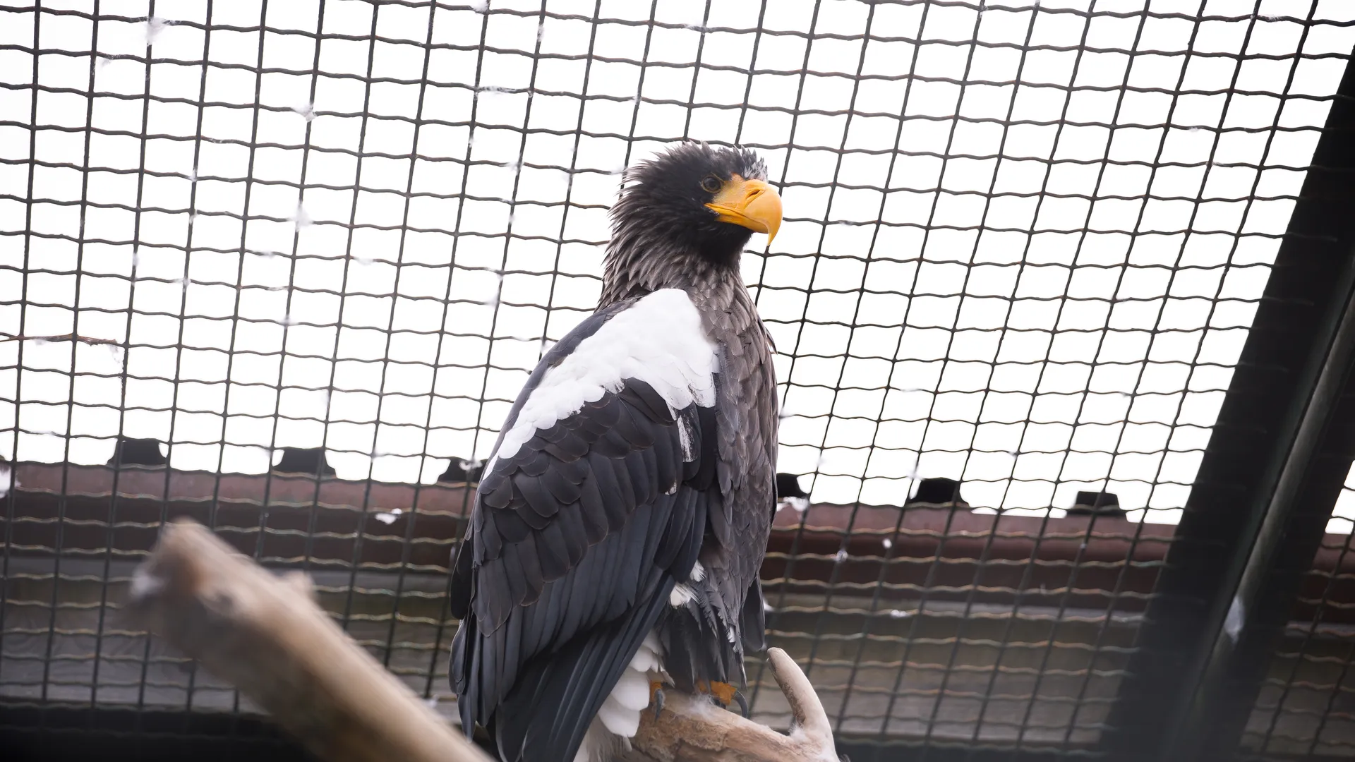 Волоколамск. Центр воспроизводства редких видов животных