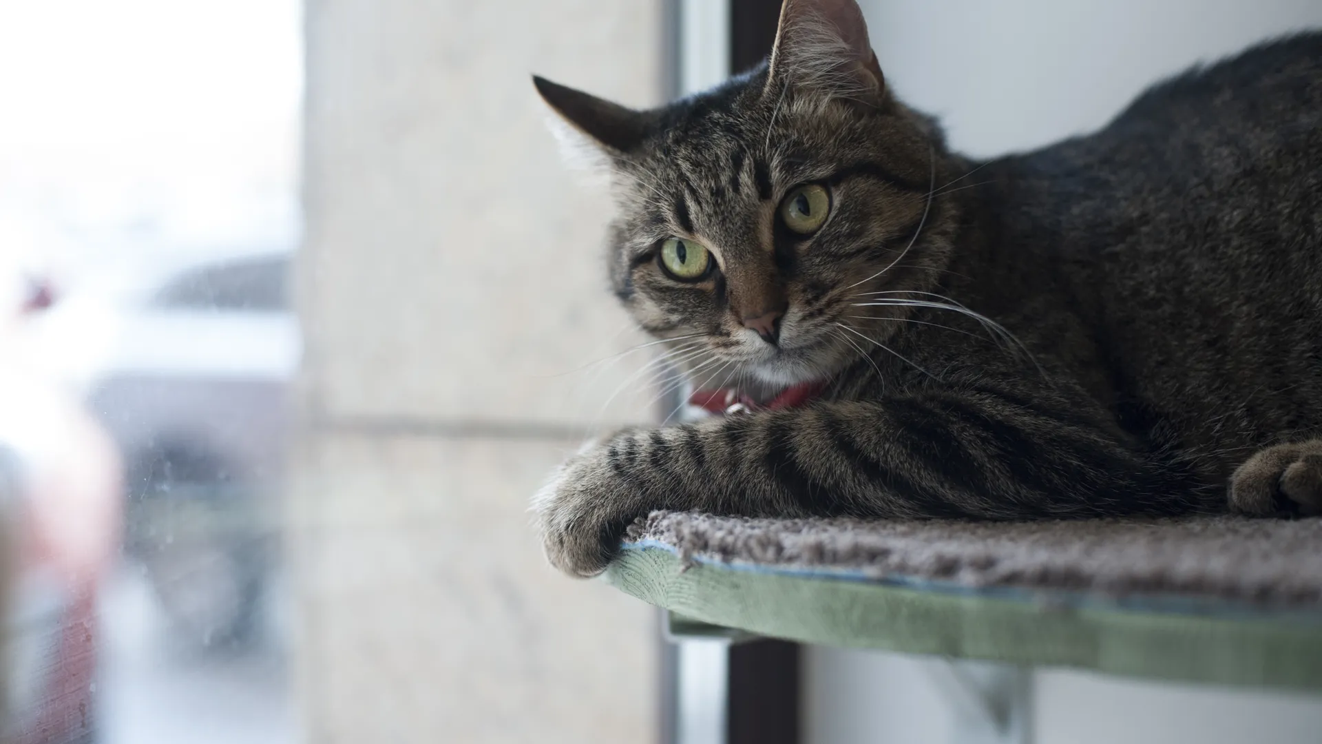 Котокафе «Котики и люди» в Москве