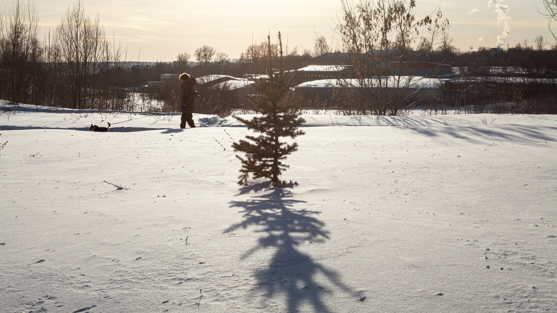 Сугробы в лесу
