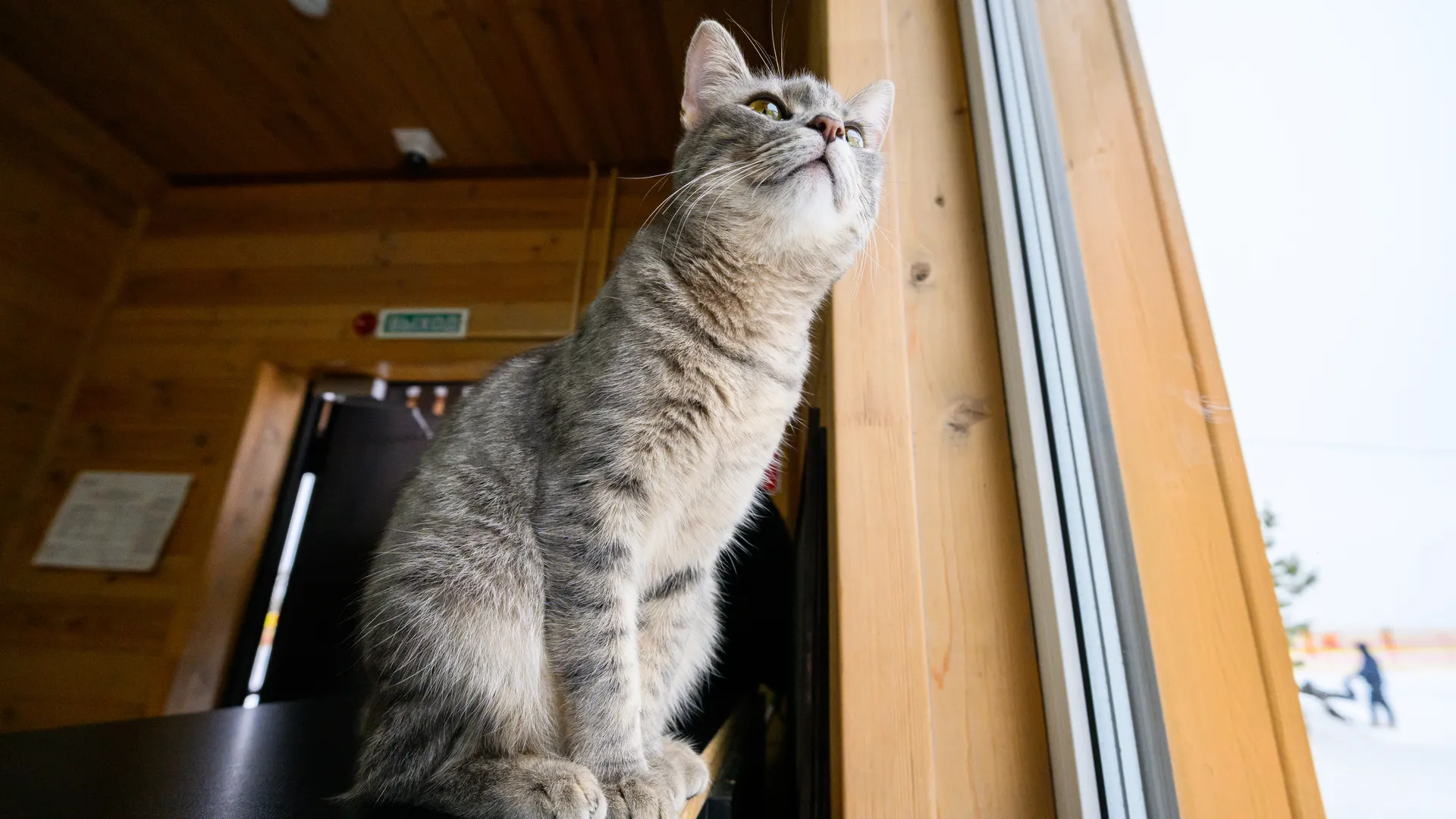 Кот встречает посетителей на горнолыжном курорте «Красная горка» в Подольске